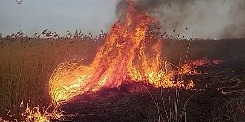 Wypalanie traw to głupota