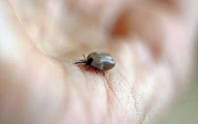 Choroba czai się nie tylko w lesie