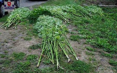 Chełmscy policjanci zlikwidowali plantację marihuany